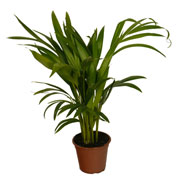 Palmeira Areca - Vaso S